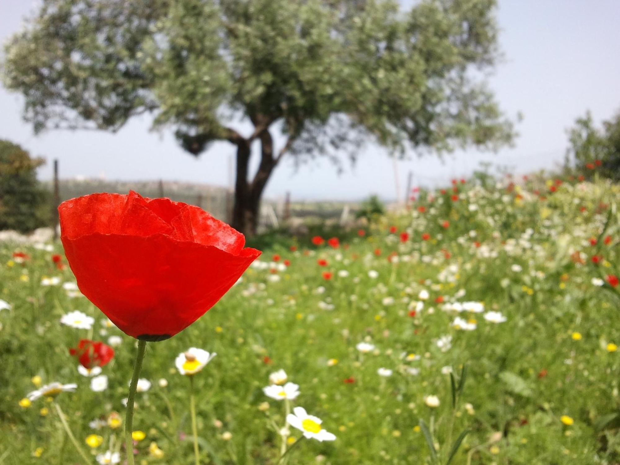 Galilee Bedouin Camplodge Tabash Экстерьер фото